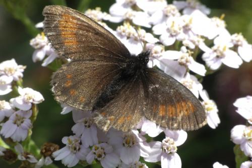 Réf. 213 686 : Erebia epiphron